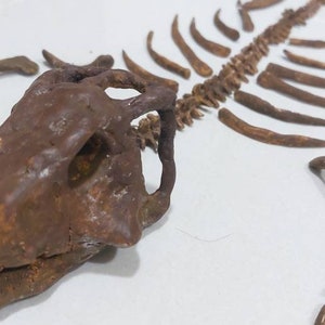 Psittacosaurus Dinosaur Fossil Replica Museum Quality - Etsy