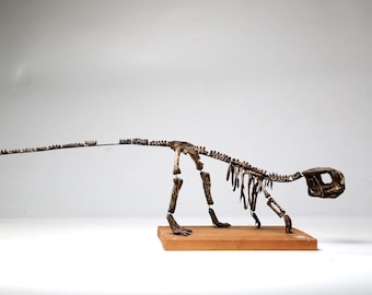 Psittacosaurus Dinosaurier Skelett Fossil