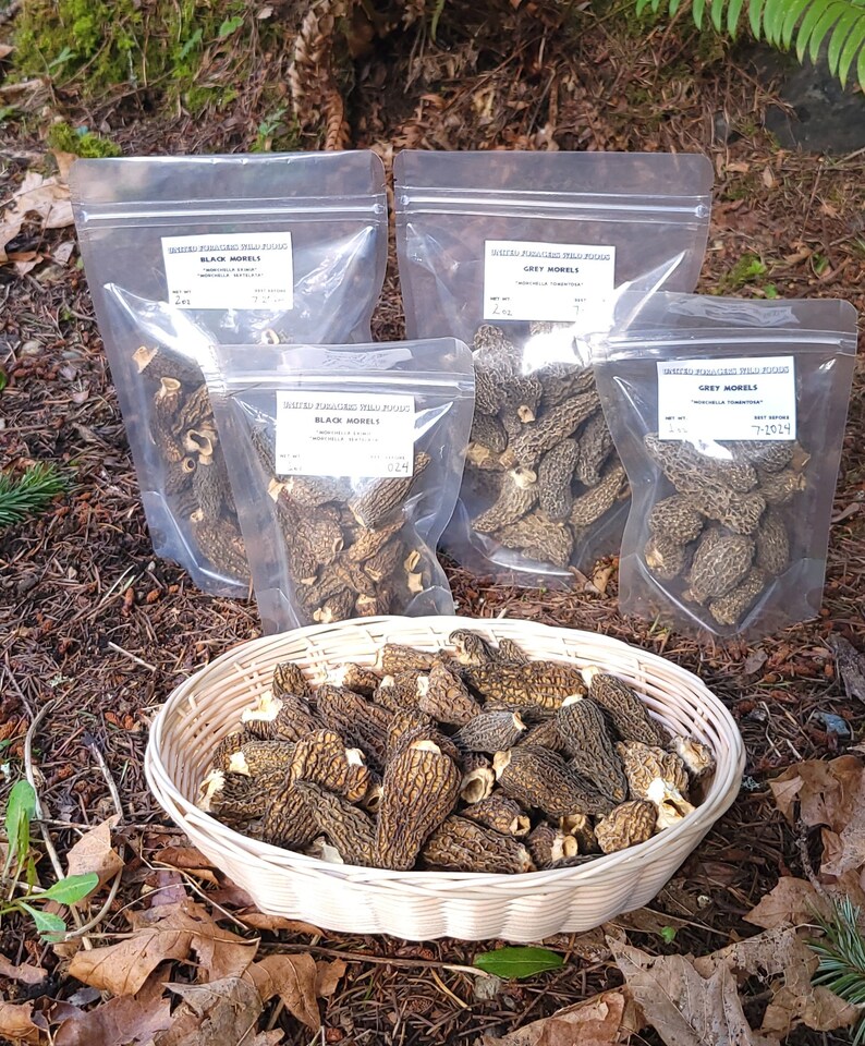 Dried Morel Mushrooms 2 Varieties Forager Direct 2022 Pac Etsy