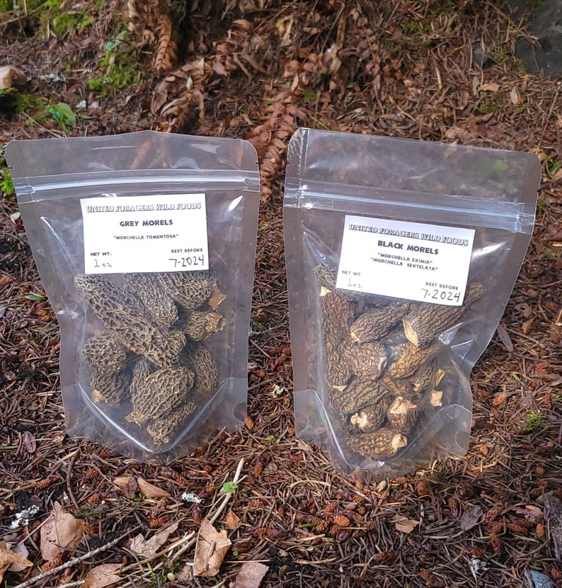 Dried Morel Mushrooms 2 Varieties Forager Direct 2022 Pac Etsy