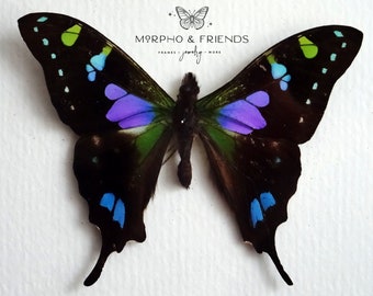 unmounted moths taxidermy art and collectibles insect black mixed media blue One real Graphium doson axion butterfly wings folded