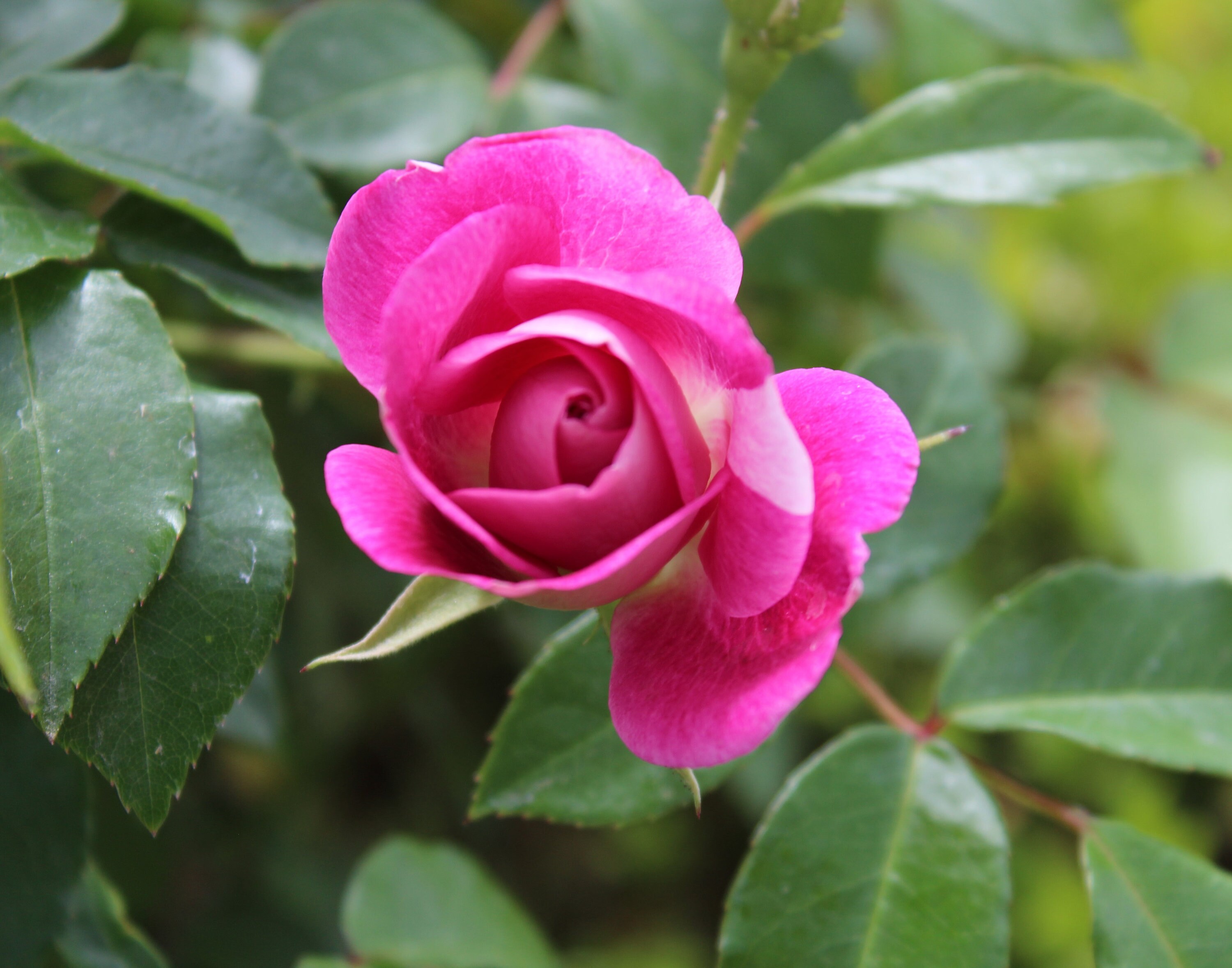 Bright Pink Rose Bud surrouded by greens | Etsy