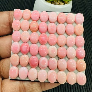 Queen Conch Shell Oval Cabs • 7x9 mm Size • Pack of 4 Pcs • AAA Quality •
