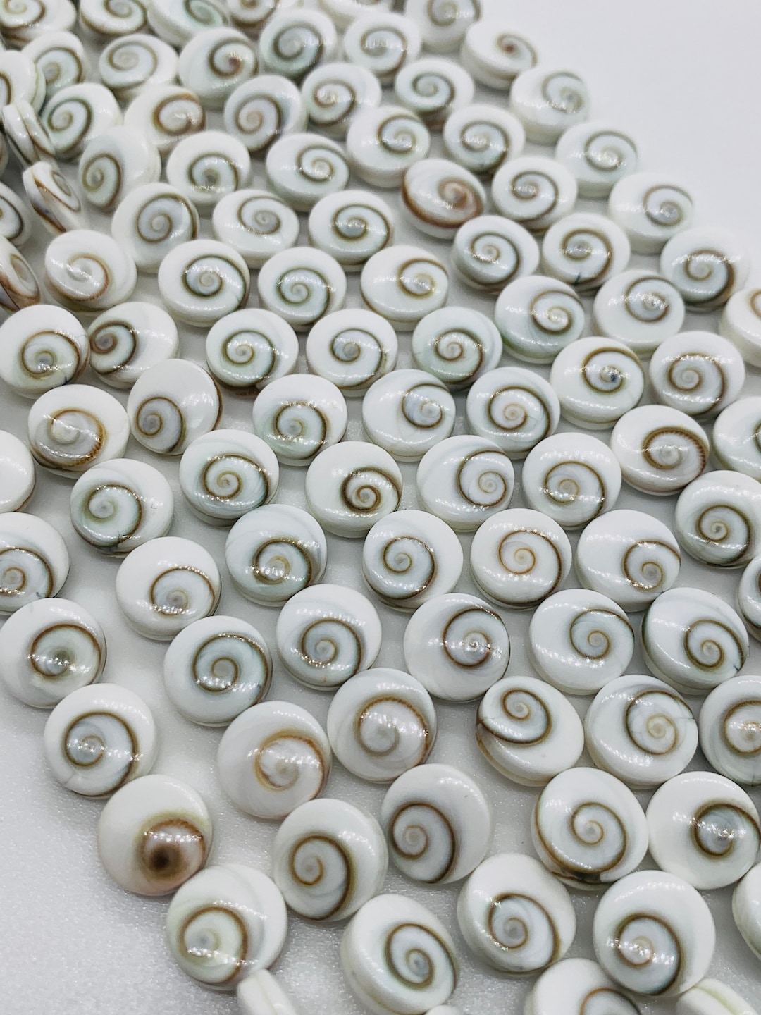Shiva Eye Shell Beads Raw Organic Natural Fossil Domed Coin Disc