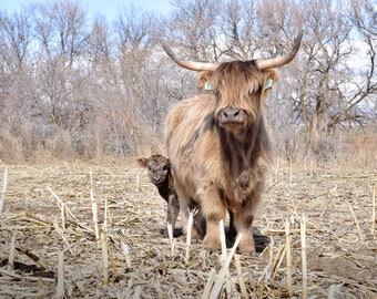 Scottish Highland cow and calf