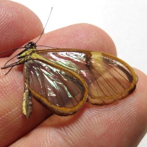 Könnte beinhalten: Ein Glasswing-Schmetterling mit transparenten Flügeln und braunen Adern ruht auf einem Finger. Der Körper des Schmetterlings ist gelb und schwarz, mit einem zarten, zerbrechlichen Aussehen. Die Flügel haben einen subtilen irisierenden Schimmer.