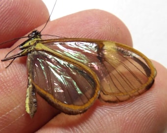 ペルー産グラスウィングチョウ（学名：Cithaerias aurorina） - PE