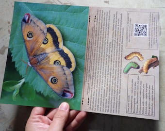 5x Life Paper: Illustrated MOTH Life Cycle. Calosaturnia walterorum (Walter's Silkmoth) A4 format, printed both sides, high quality (1= x5)