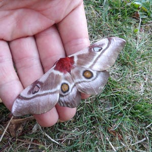 Pode incluir: Uma grande mariposa com asas estampadas em tons de castanho, bege e branco, apresentando manchas oculares circulares proeminentes e um tórax vermelho vibrante e felpudo. A mariposa exibe veios alares intrincados e uma faixa branca distinta.