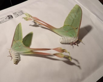 Oferta dupla: DUAS fêmeas de mariposa-da-lua-chinesa (Em perfeito estado!)