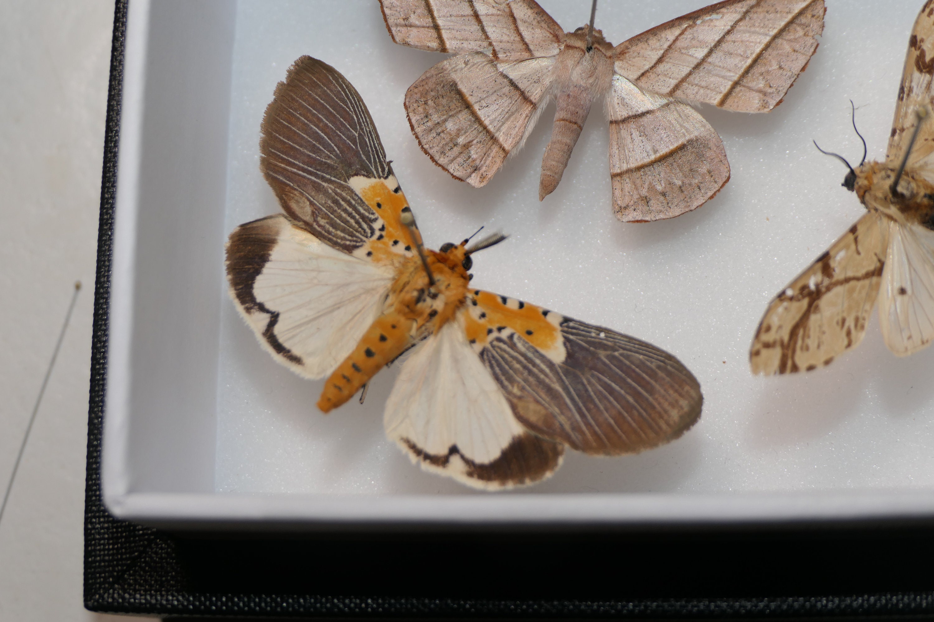 Small Moth Frame - Etsy