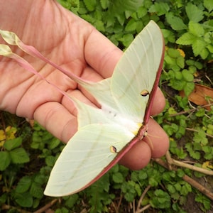 Puede incluir: Una polilla luna verde pálido con alas delicadas y colas largas y delgadas se sostiene en una mano. Las alas de la polilla tienen un borde rosa rojizo y pequeñas manchas marrones. El fondo está lleno de follaje verde.