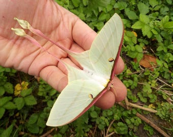 TOP specimen / Prime specimen: Big female Actias dubernardi (Chinese moon moth) excellent condition (near perfect)