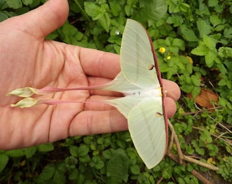 Actias dubernardi (falena lunare cinese) femmina - esemplare splendido, in perfette condizioni. Essiccato.