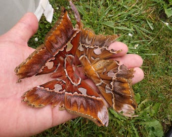 2x Morimos de viejos pero somos bastante bonitos (Rothschildia equatorialis: especie poco común) criados en cautividad (1 macho 1 hembra)
