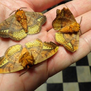 Oferta trzech zestawów: 3 samce rzadko zbieranego gatunku ćmy (Apha aequalis z Japonii), padłe ze starości, hodowane w niewoli