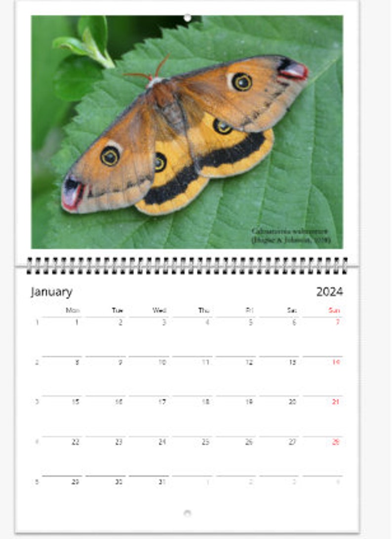 Moth Calendar 2024 Bart Coppens Wall Calendars USA, CA Etsy