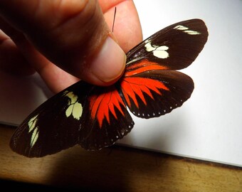 Awesome crimson red & black butterflies: Heliconius doris (Doris longwing) GOOD quality!