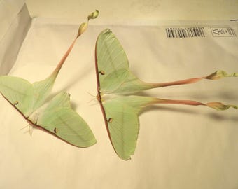 Dos hembras de la polilla luna china (Actias dubernardi). Buen estado (a una hembra le falta una aleta caudal); presentan signos de envejecimiento e imperfecciones.