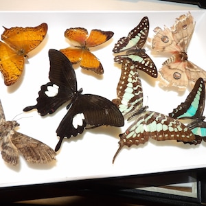 May include: A collection of various butterflies with detailed wing patterns, displayed on a white surface. The butterflies showcase a range of colors, including orange, brown, black, and blue, with intricate designs. The arrangement highlights the diversity of butterfly species.