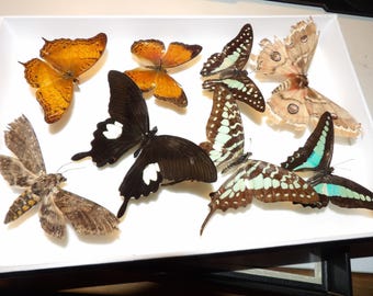 Walks of life: 27cmx13cm colorful butterfly and moth art frame