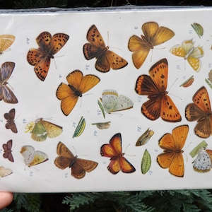 May include: A vintage print featuring various butterfly illustrations in shades of orange, brown, and yellow. The butterflies are depicted with detailed wing patterns and are arranged on a white background. The print includes scientific labels.