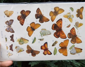 Antique print from 1909: European butterflies - LEGIT 100+ year old offset print! A pretty piece of history