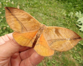 Rare specimen; rare species, good condition. Acrojana sciron (Eupterotidae), one of the bigger Eupterotidae species! Female. Captive bred