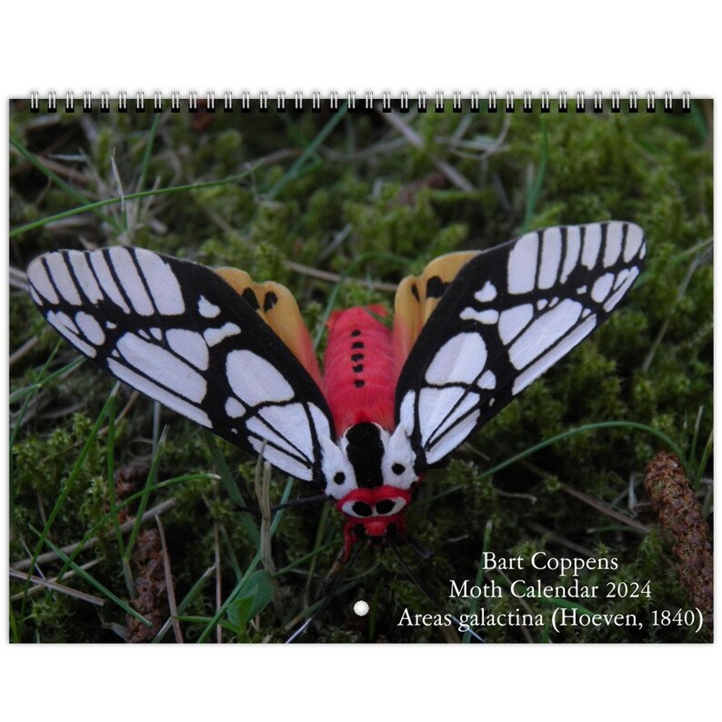 Moth Calendar 2024 Bart Coppens Wall Calendars USA, CA Etsy