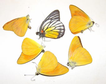 Special Pieridae deal: 5x Appias nero 1x Delias hyparete metarete (affordable!) > 6 specimens for 17 dollars!