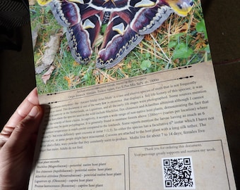 5x Life Paper: Illustrated MOTH Life Cycle. Archaeoattacus malayanus (Ancient Malay Atlas Moth) A4 format, doublesided, high quality (1= x5)