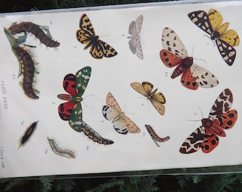 Antique print from 1909: European moths - LEGIT 100+ year old offset print! A pretty piece of history