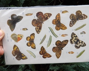 Antique print from 1909: European moths - LEGIT 100+ year old offset print! Satyrinae butterflies.