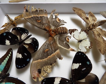 Dark day, dark night: Butterfly and moth art piece. 27x18cm frame containing insects