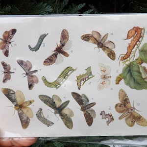Pode incluir: Uma impressão com ilustrações detalhadas de várias mariposas e lagartas em tons de castanho, bege, verde e branco. A obra de arte inclui espécimes numerados e elementos botânicos, Prancha XXXI.