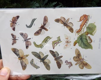 Antique print from 1909: European moths - LEGIT 100+ year old offset print! Notodontidae moths.