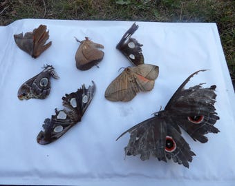 7x African moth species pack; died of old age, captive bred, damaged but affordable