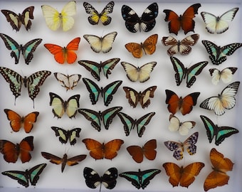 GIGA Frame: 40cm x 50cm XXL Butterfly frame with real butterflies - support independent entomology! Collector's item by Bart Coppens