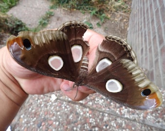 Died of old age, but rare species (Epiphora lugardi); minor wing damage. Female