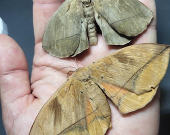 Died of old age. Not perfect, but good condition. Mating pair (1 male 1 female) Acrojana sciron, Eupterotidae RARE in COLLECTIONS ex Togo