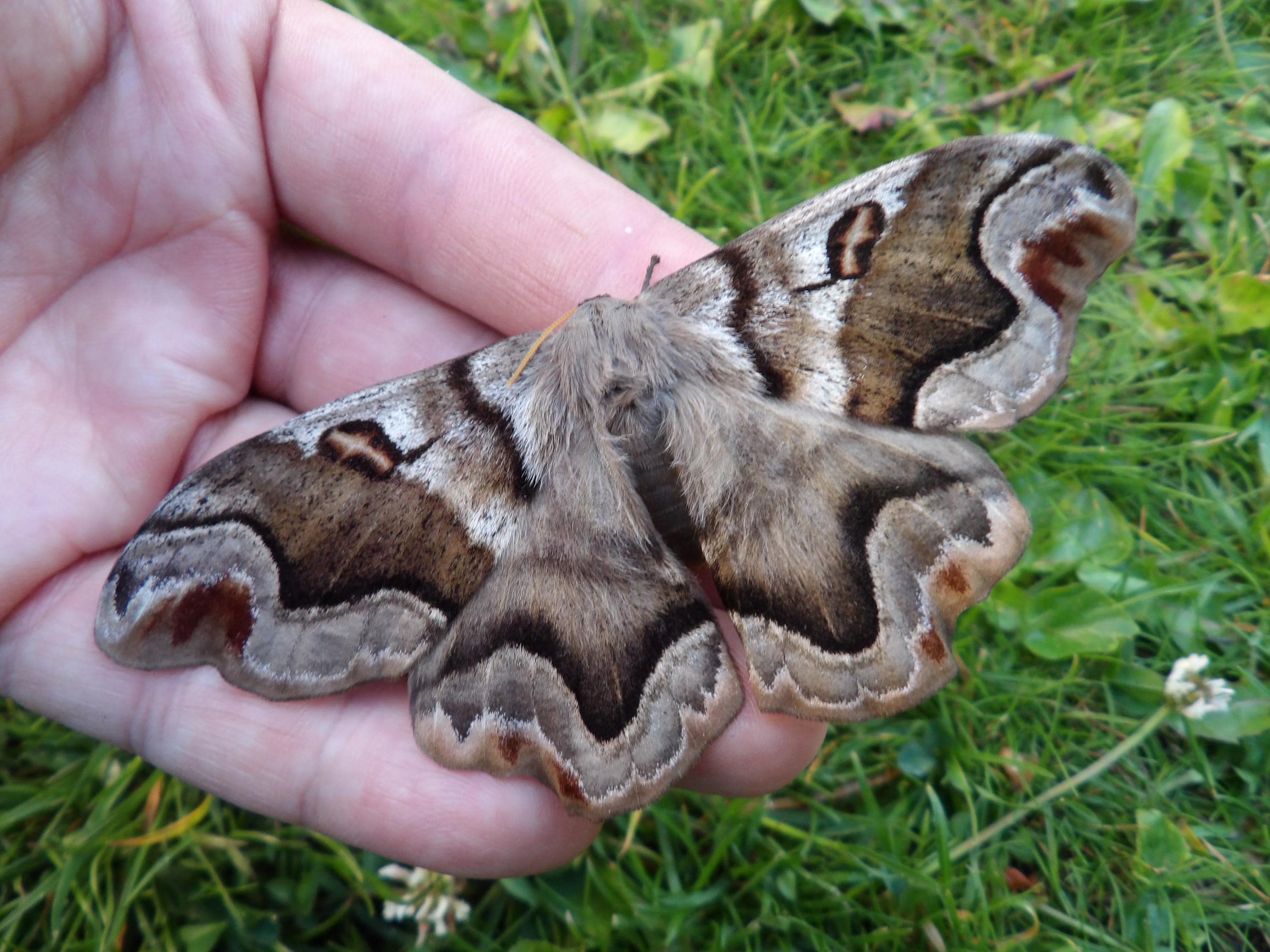 Saturniidae moth - Etsy 日本