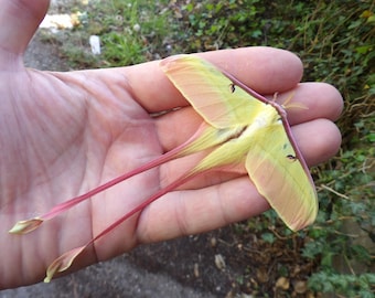 Polilla luna china macho / Actias dubernardi: no es perfecta / tiene algunas imperfecciones, pero está en buen estado.