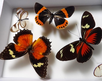Fire and brimstone: Black and fiery colours! 18cmx13cm frame; butterfly and moth art made by Bart Coppens. Support independent entomology!
