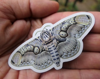 Brahmaea hearseyi: (Fridge) magnet by Bart Coppens! Custom size.