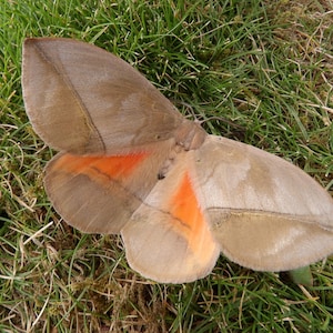 Puede incluir: Una polilla grande con alas anchas de color marrón claro que presentan parches naranjas vibrantes y distintos cerca del centro de las alas inferiores. El insecto tiene un cuerpo velloso de color marrón claro y las alas extendidas.