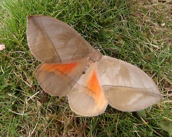 Perfect specimen - rare in collections. Acrojana sciron from Togo, captive breeding. Small rarity! Large Eupterotidae.