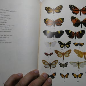 Op de afbeelding: Een pagina uit een boek met een verzameling vlinders met zwarte, witte, gele en oranje markeringen. De vlinders zijn genummerd van 42 tot en met 41.