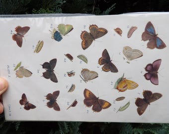 European REAL antique print from 1909: Lycaenidae butterflies - LEGIT 100+ year old offset print!