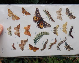 European REAL antique print from 1909: various MOTHS - LEGIT 100+ year old offset print!