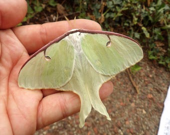 Actias luna: perfect female, great condition!
